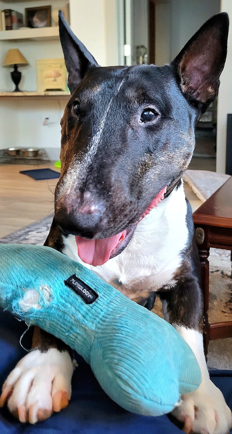 A black-and-brindle Bull Terrier with his front paws up on the couch, holding a blue plush bone toy