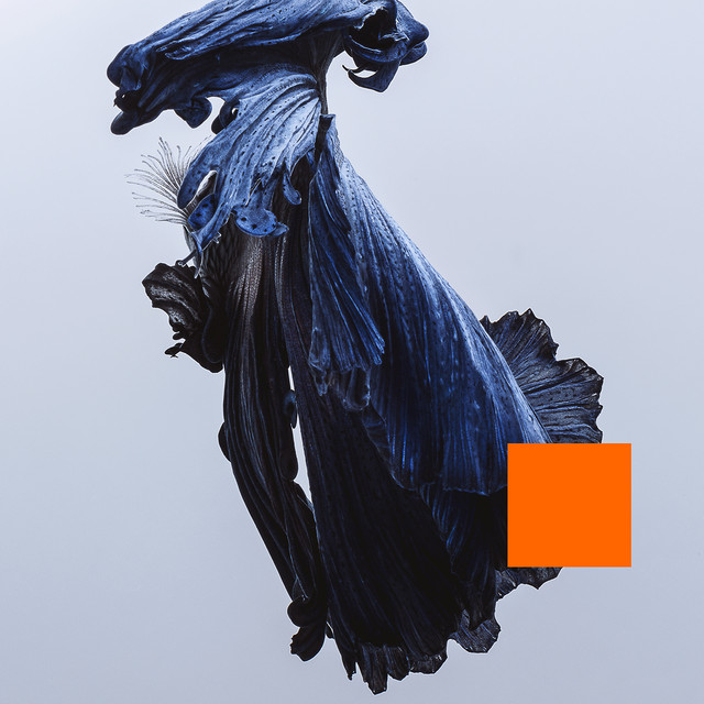 Album Cover: A strange textured figure and a superimposed orange square over a white background